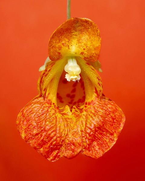 Spotted Jewel Flower - A Study in Orange
