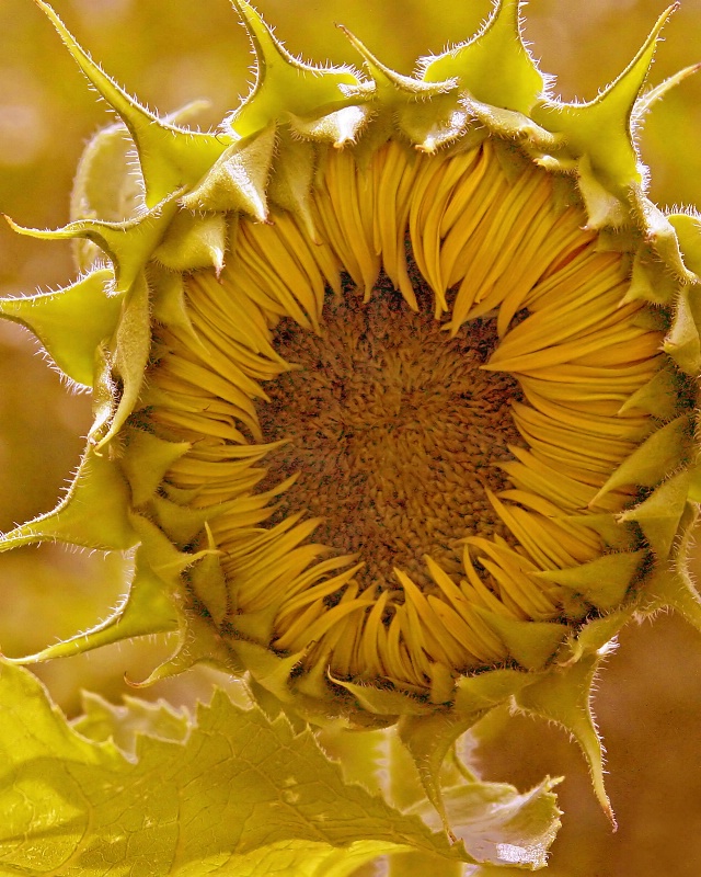 New Sunflower