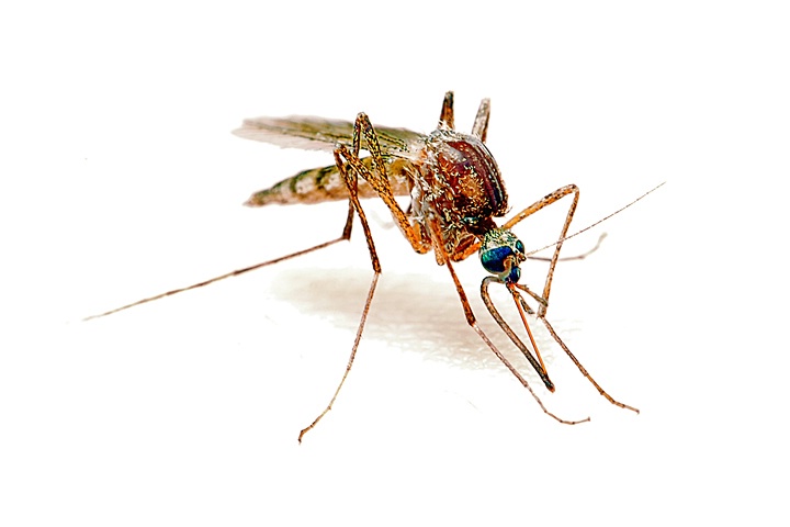 High Key Mosquito