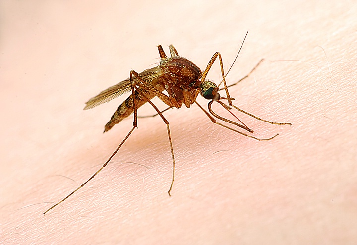 Misquito