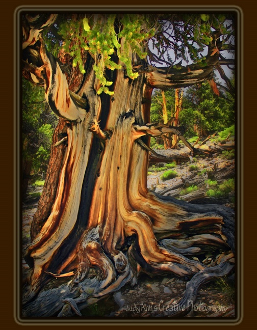 Mighty Bristlecone
