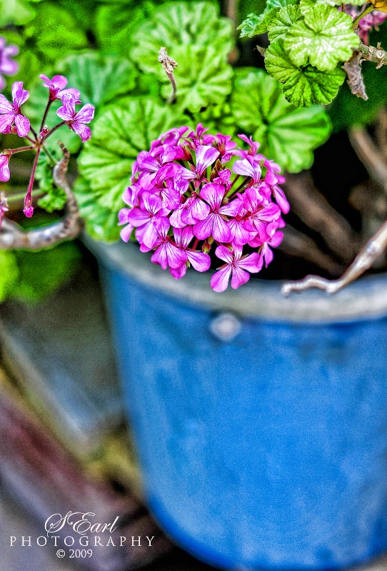 Pink Geraniums, Corfu, GREECE