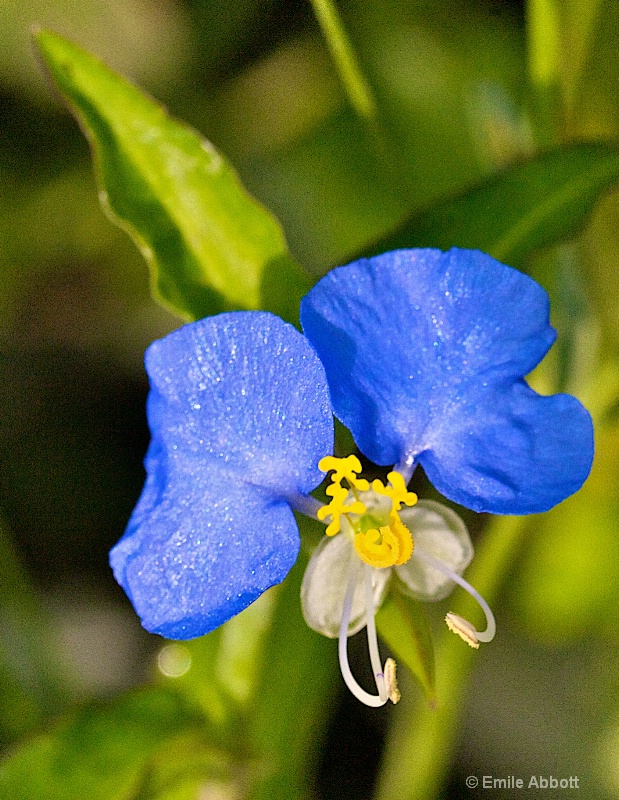 Commelina communis  Dayflower