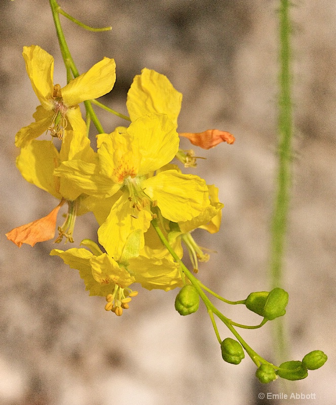 Flower from Mexican Palo Verde