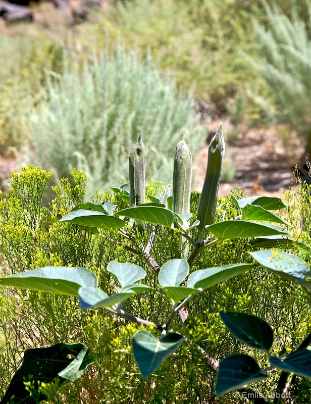 Datura wrightii