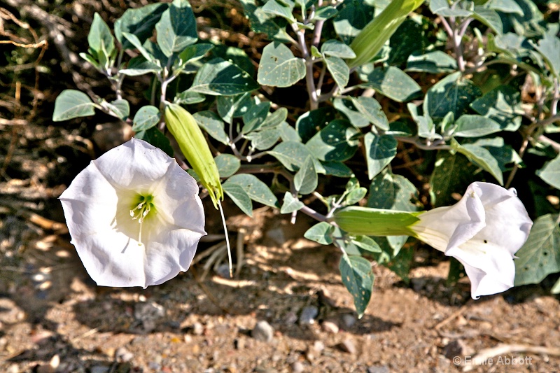 Datura wrightii