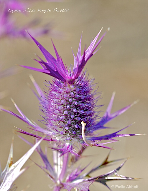 False Thistle