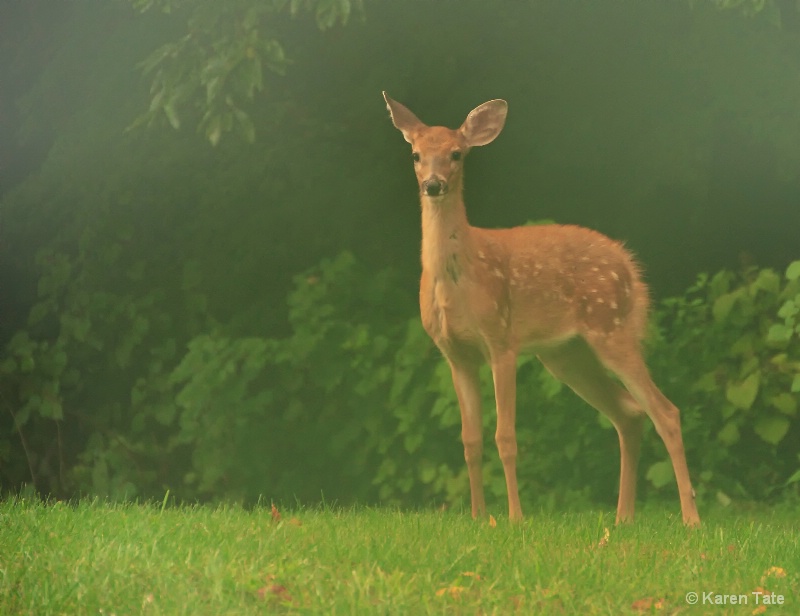 Backyard Deer