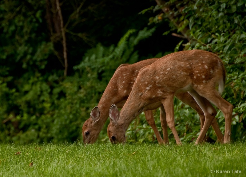 Visitors in my Back Yard