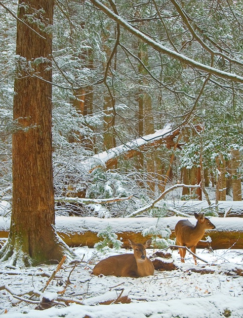 Deer in Cades Cove