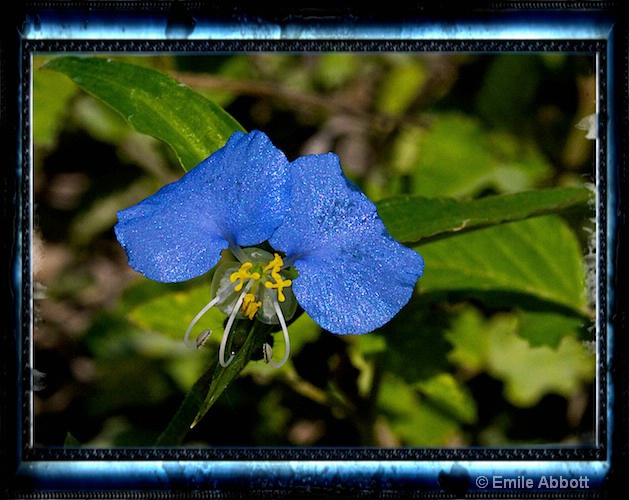 Dayflower (Commelina communis_