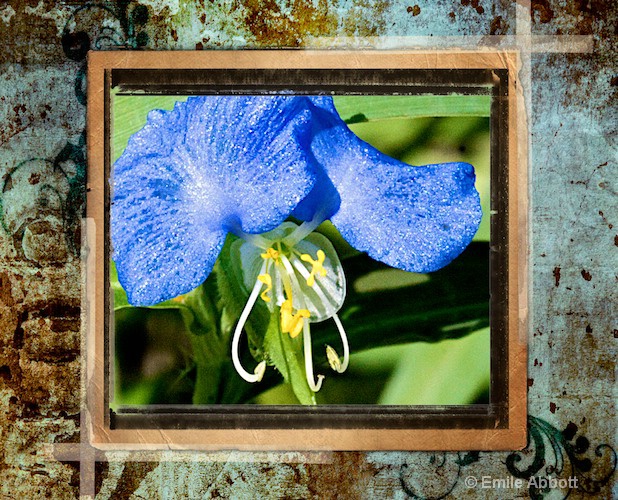 Dayflower (Commelina communis)