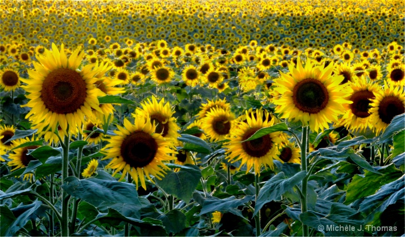 Sunflowers in Kansas !
