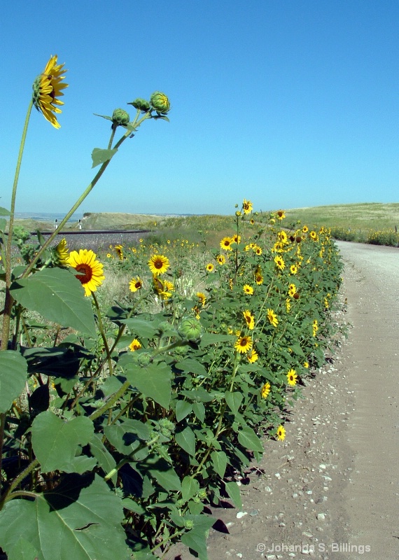 Sunflower Road