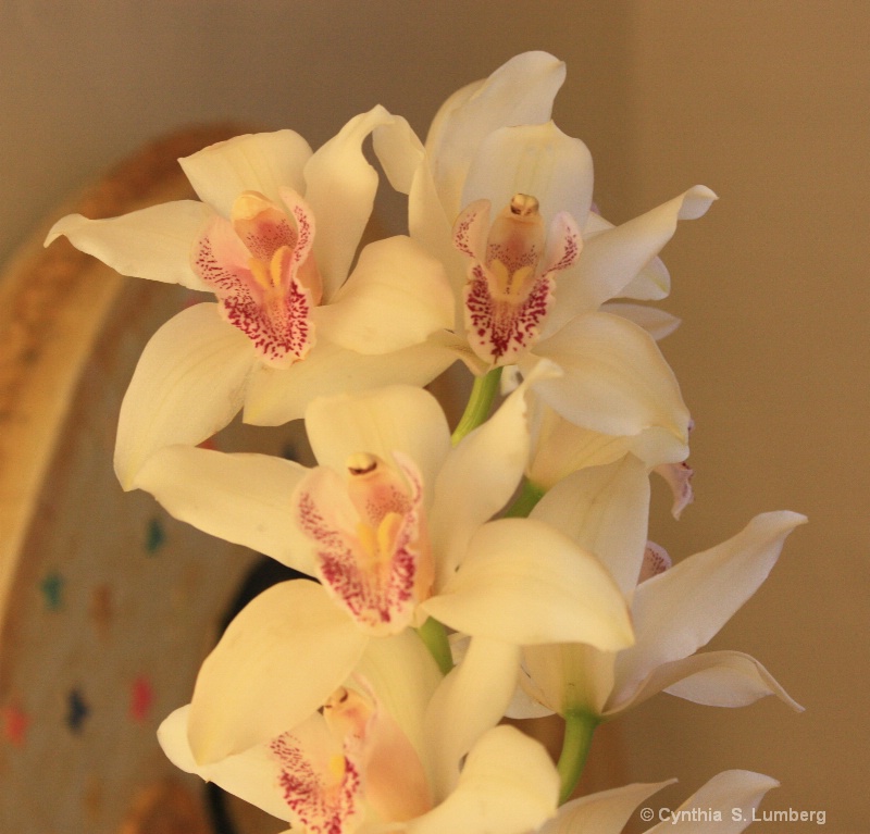 Cymbidium Orchids