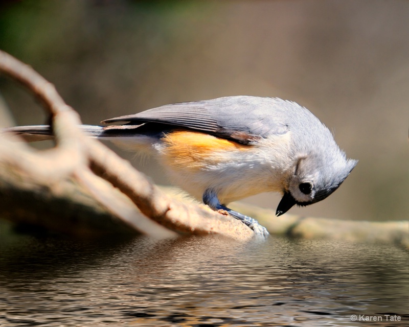 Uh oh... (Tufted Titmouse)