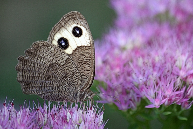 Common Wood Nymph