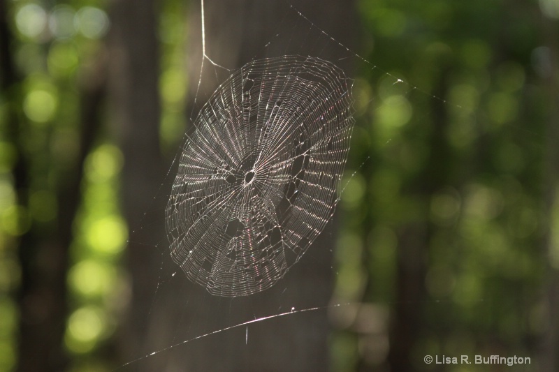 Web in Hanging Rock Park