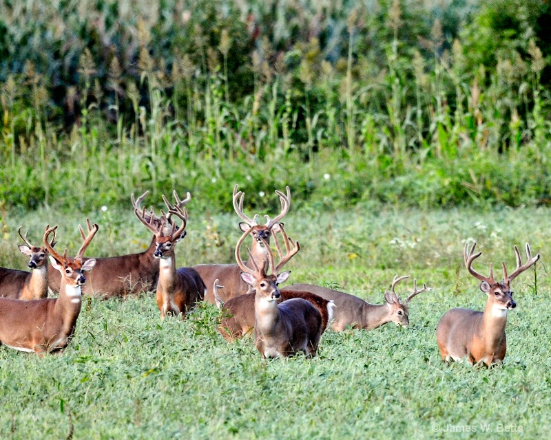 Field of Bucks
