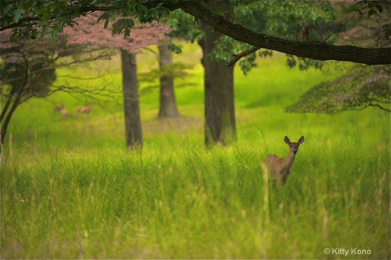 Deer in the Woods