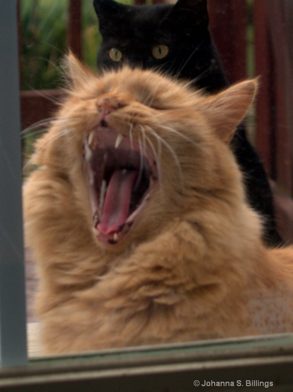  A Real Yawner