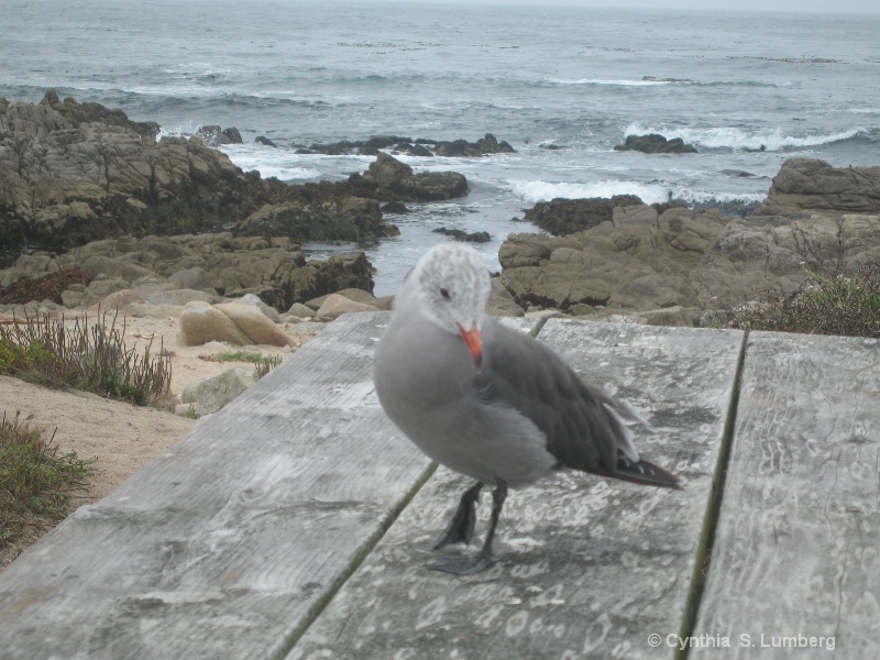 Seagull on bench