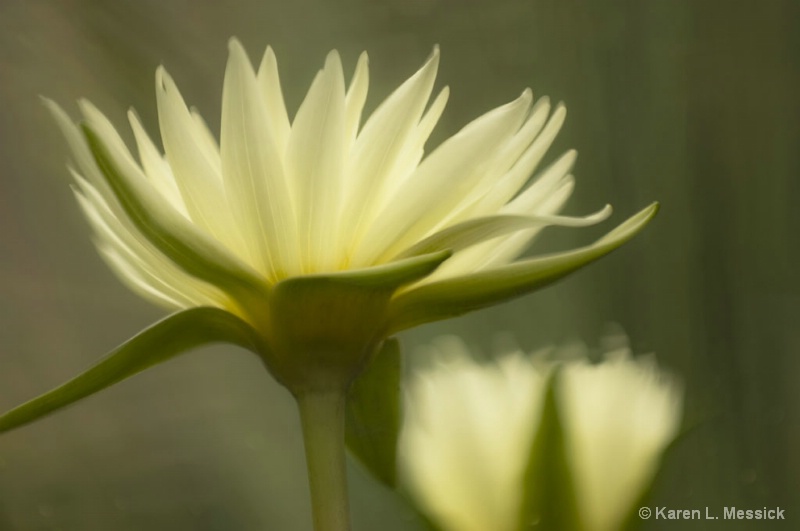 Lily Reflections