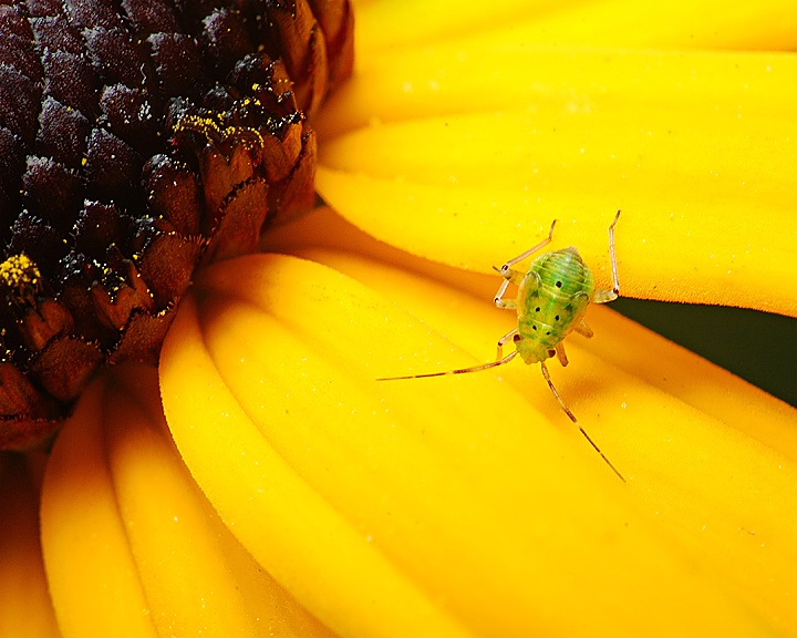 The Little Aphid That Could