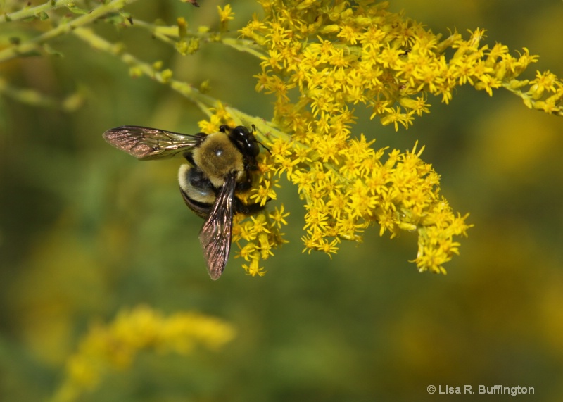 Bumble Bee