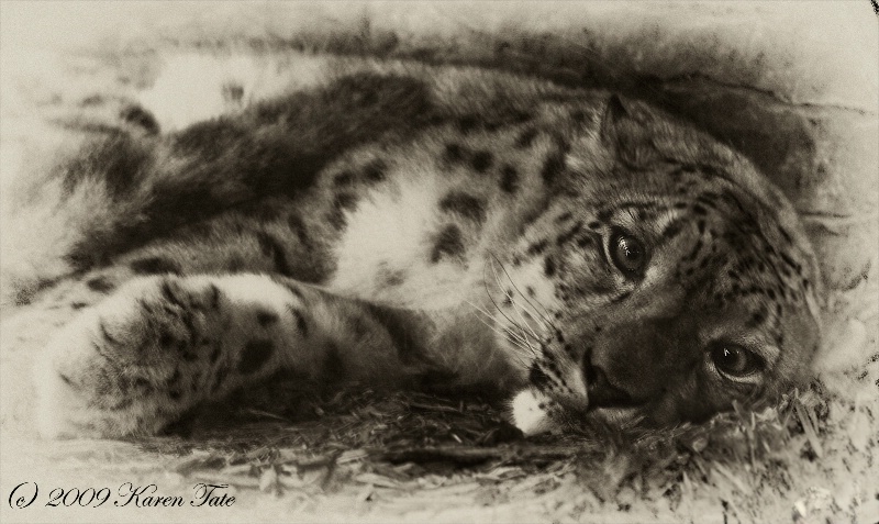 Sleepy Snow Leopard