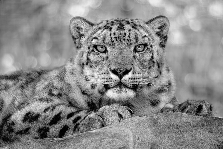 Snow Leopard (B&W)