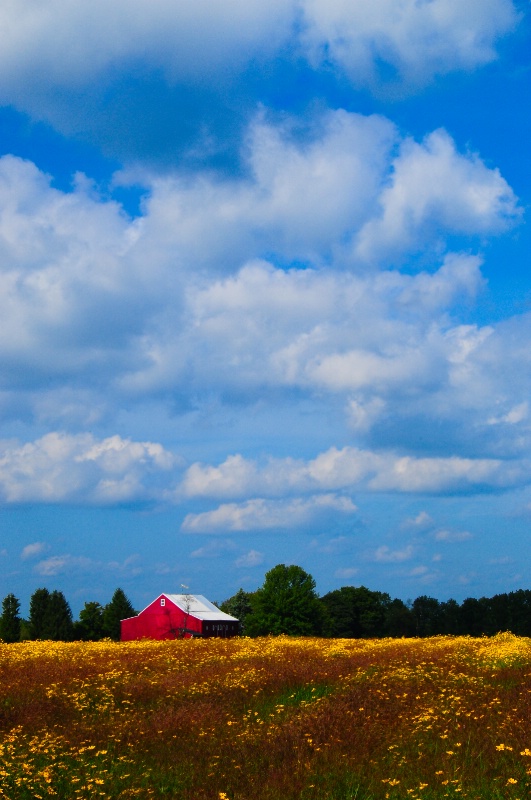 Yellow Field