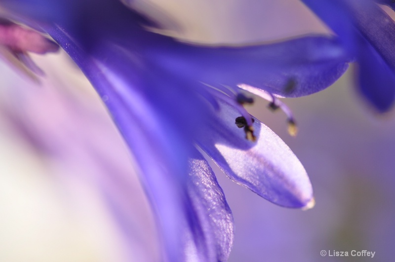 Abstract blooms IV