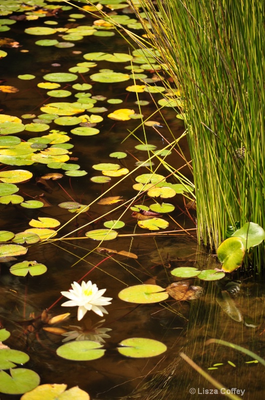 Marsh in utopia