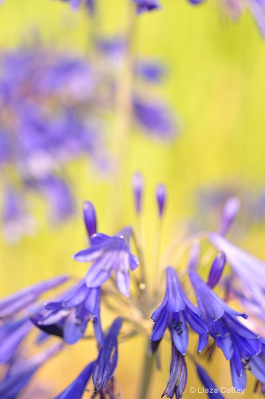 Abstract blooms III