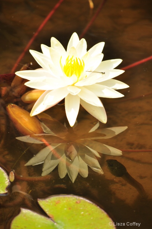 Lily pad and friends