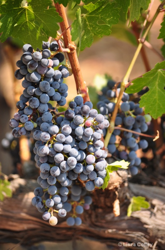vineyards