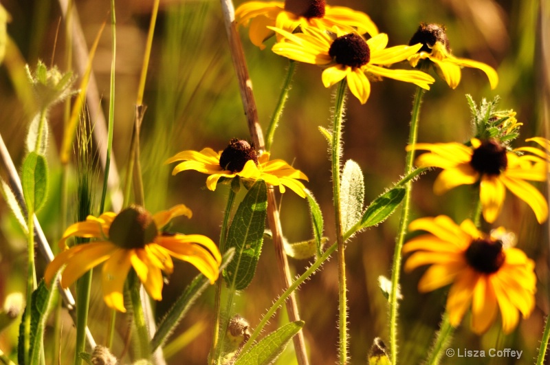 summer wild glory