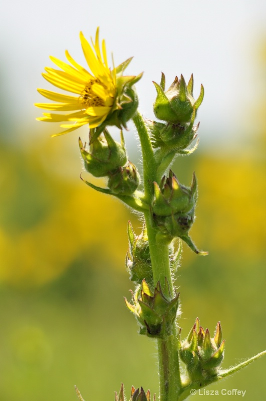 wildflower glory