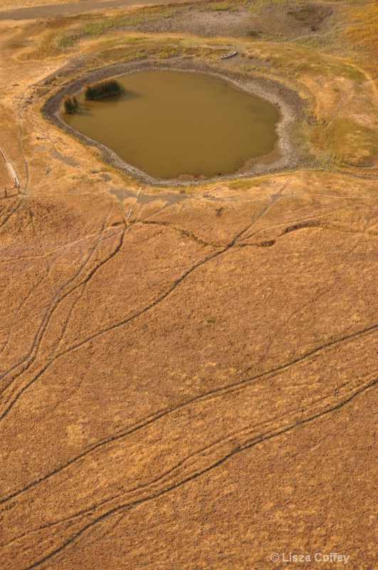 watering hole