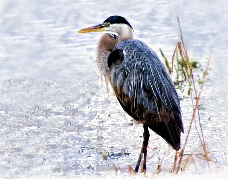 Blue Heron