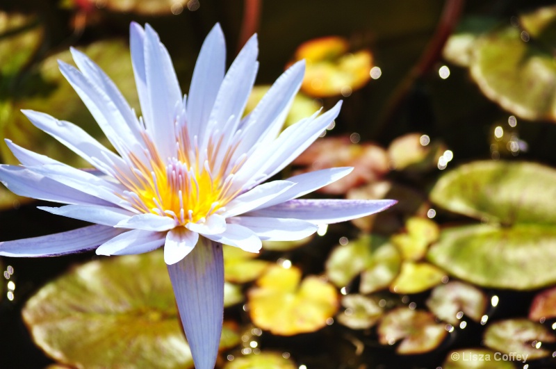 Lilypond