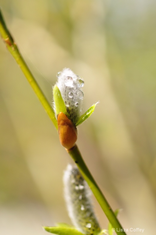 Macro reed
