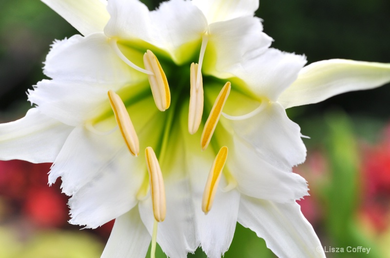 macro flower