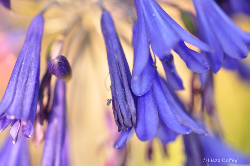 abstract blooms II