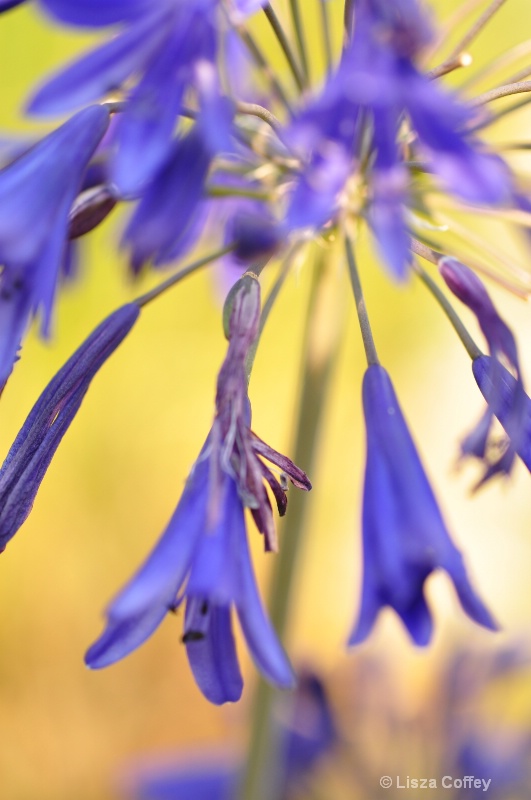 abstract blooms
