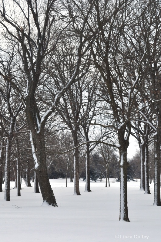 Pioneers Park snowstorm