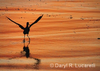 Sandpiper taking flight