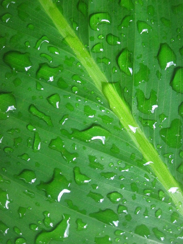 Leafy Dew