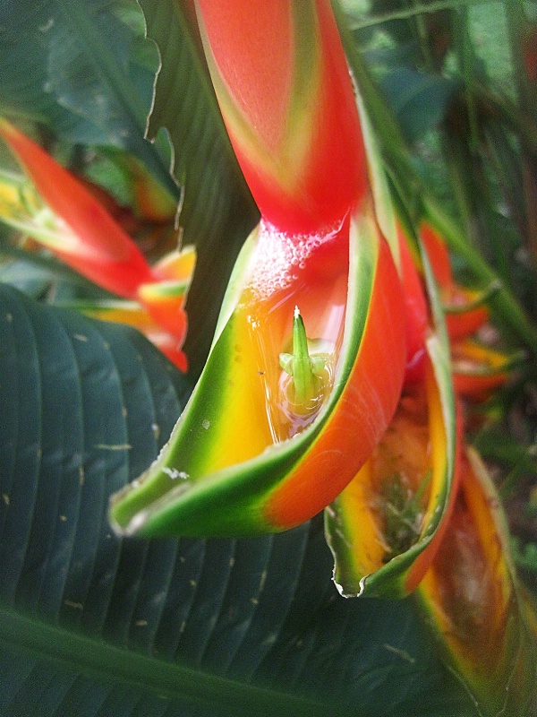 Tropical Teacups